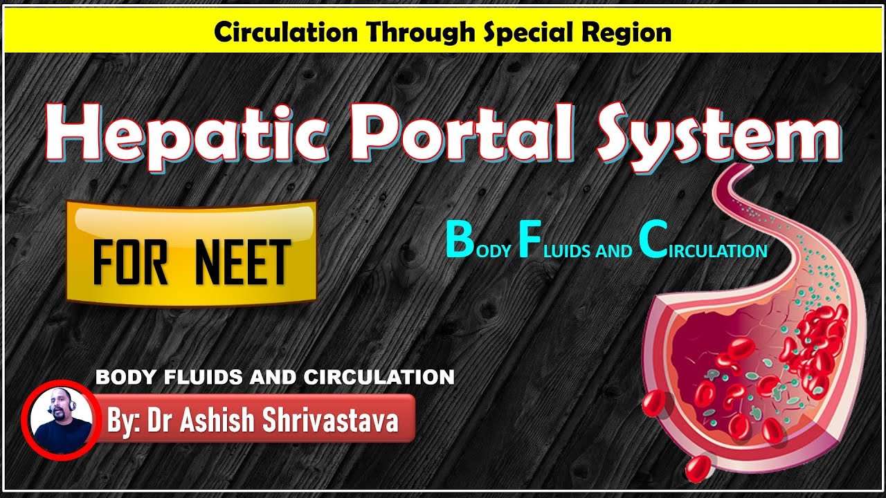 HEPATIC PORTAL SYSTEM | Circulation Through Special Regions | Portal ...