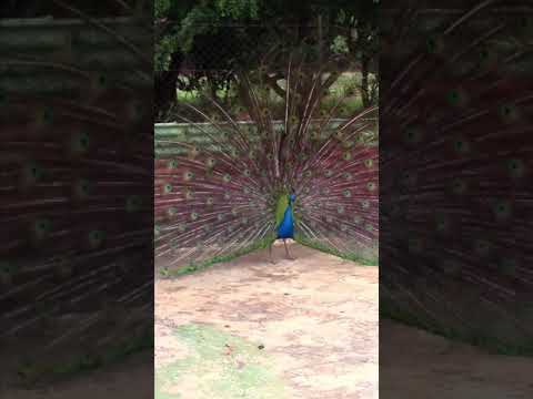 Peacock Mating #Shorts