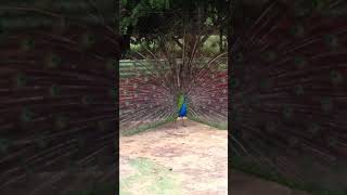 Peacock Mating 