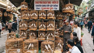 Hanoi Bird Market on Fire: Stunned by a Collection of Extremely Rare, Stunningly Beautiful Mutant...