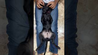 #new #newvideo #pets #petlover #dogshorts #dogs #animals #shortsfeed #success #mindset #song #music