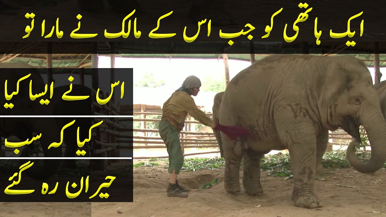 An Elephant Slapped By His Keeper Does Something Amazing - YouTube