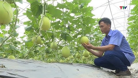 Nâng cao giá trị nông sản nhờ sản xuất theo tiêu chuẩn VietGap, OCOP| NSTH