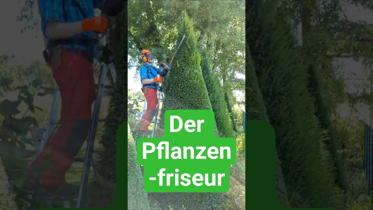 Formschnitt an Eibe: Zeitpunkt, Hufigkeit siehe Beschreibung! #eibe  #formschnitt #topiary #Shorts - YouTube