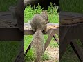 Squirrels and crow #short #squirrel #crow