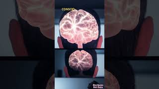 The MRI Anomaly Evidence of the Quantum Brain 💙
