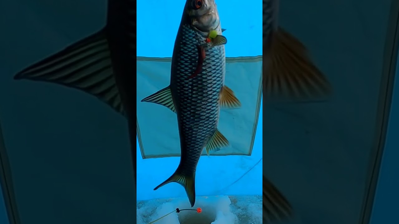 плотва зима Ладога, roach winter Ladoga 