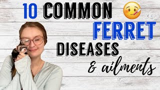 10 Common Ferret Diseases & Ailments | Pazuandfriends