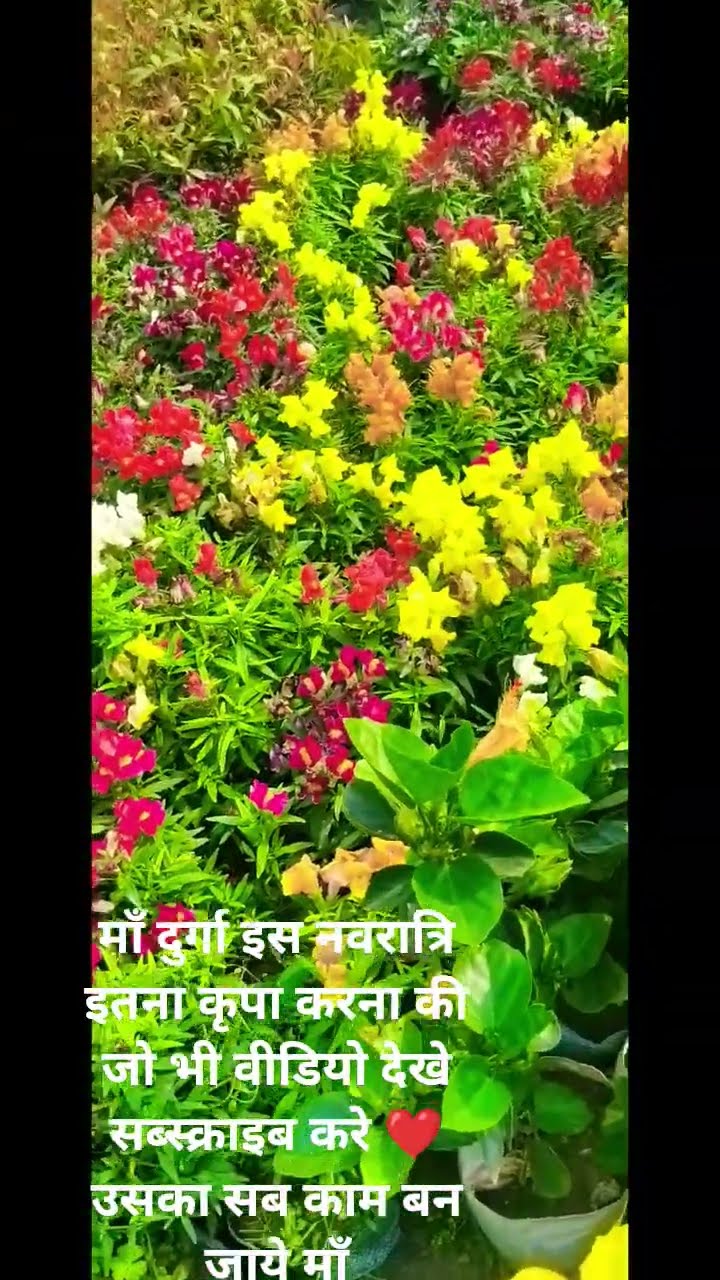🤗शुभकामनाएं वीडियो📱 - ShareChat