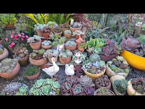 Atualização do jardim com suculentas novas no tempo