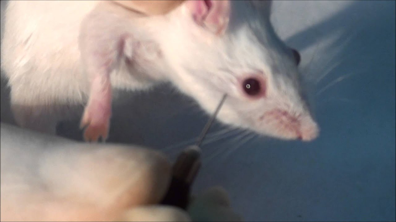 Facial vein collection of blood in mice - YouTube