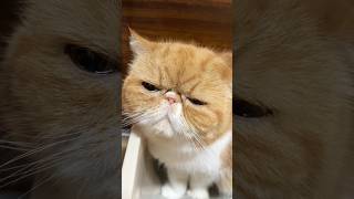 💩🤣 #adoptdontshop #cat #cute #garfield #pets #garfieldmondays #cutecat #garfieldisdoc #funny