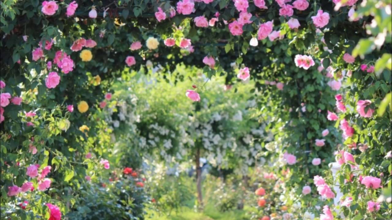 Παρακολούθηση ミンクス: バレエ音楽｢海賊｣：メドゥーラのバリエーション(｢ドン・キホーテ｣：森の女王のバリエーション)［ナクソス・クラシック・キュレーション #ファンタジー］ στο YouTube