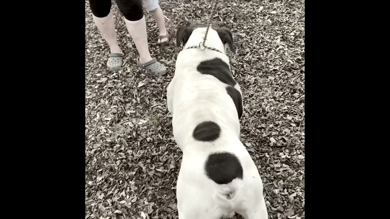 Evolution Bulldogges Clutch