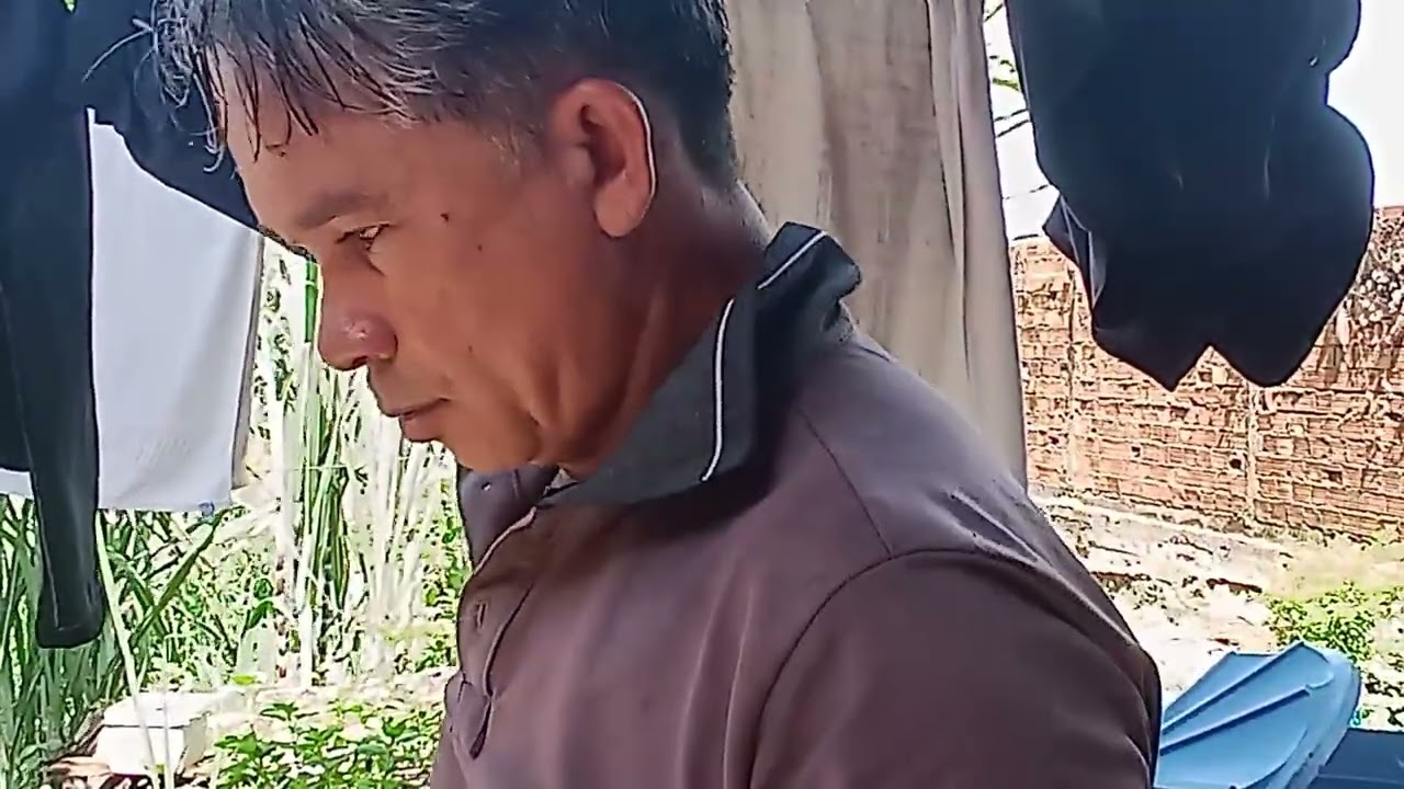 Renovando pé de pimenta e fazendo garrafada de pimenta