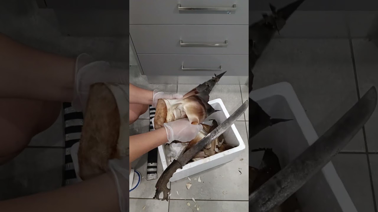 побеги бамбука