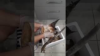 побеги бамбука