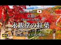 Autumn Leaves at Eikando Temple in Kyoto, Japan | Beautiful Fall Foliage and Japanese Garden [4K]