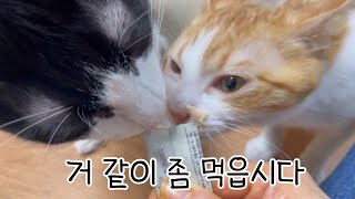 아깽이 병원 다녀왔어요! 사이좋은 형제냥🐈‍⬛🐈(feat.꼬툭튀..?) by 소희껌딱지 11,071 views 1 year ago 14 minutes, 57 seconds