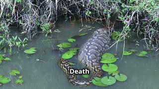 Burmese Python vs  77 Pound Deer  Unbelievable Encounter!