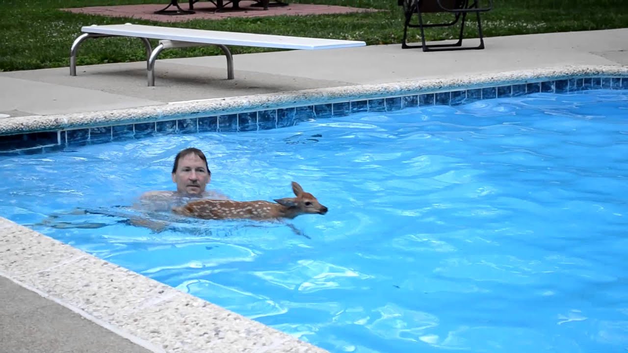 Fawn Stuck in Pool YouTube