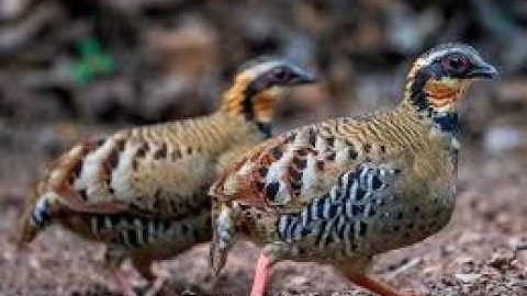 Khám phá gà so hoang dã - Vẻ đẹp mộc mạc giữa núi rừng Việt Nam