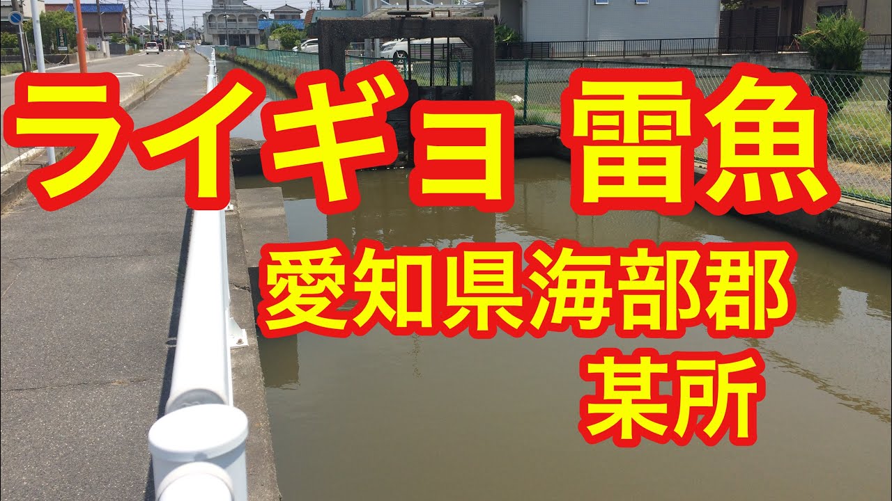 ライギョ 雷魚 フィッシングスポット 愛知県海部郡 - YouTube