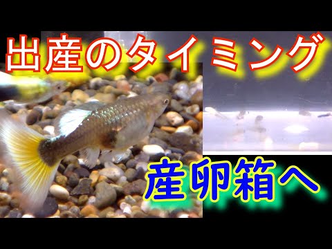 グッピーが少しずつ大きくなっていく過程を記録する成長記録 - YouTube