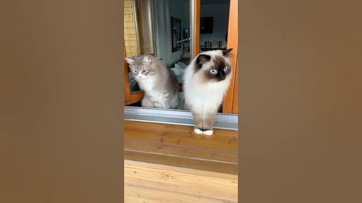 Video 7428001: cat cutecat siberian, siberian cat enjoying, catlover siberian, catlover catlife cutecat