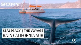 SeaLegacy | The Voyage Takes on Baja California Sur screenshot 1
