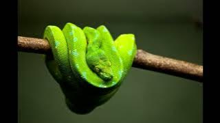 Snake Hissing Sound Effect 1 Hour Animal Sound