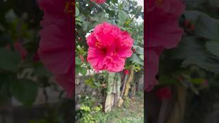 మా ఊరు #shortsfeed #village #villagelife #teluguvlogs #trending #yt #nature