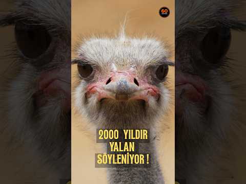 Deve Kuşu Kafasını Kuma Gömmez: Yalanı 2000 Yıl Önce Plinius Başlattı 🦩