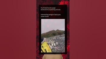 Interessante weetjes over pinguïns die je nog niet wist