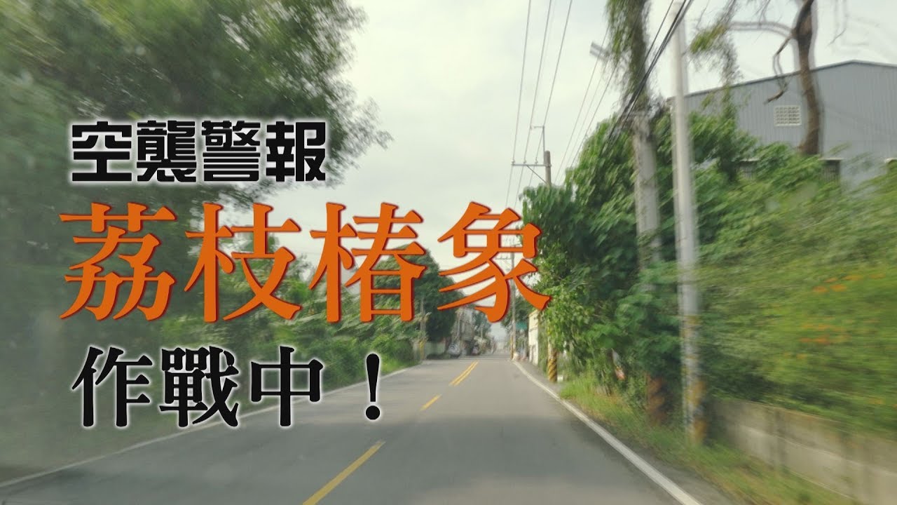 【外來種入侵】空襲警報｜荔枝椿象 作戰中！ (我們的島 1009集 2019-06-17)