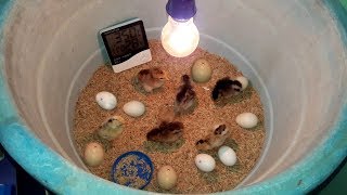 ... #hatchingeggs #homemadeincubator #eggincubator chicken eggs will
take 21 days...