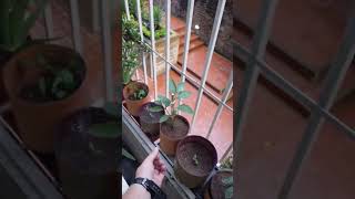 La energía se crea y se transforma. Om mani padme hum.