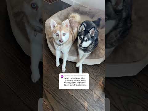 Asking My Sassy Mini Husky Whether He’s Cuter Than His Sister