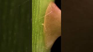 microview #views #satisfying #viral #youtubeshorts #100kview #10ksubscribers