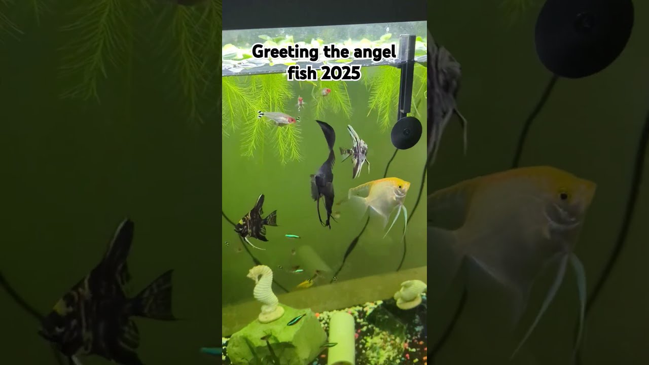 Greeting The Angel Fish In 2025 Vm 5 Aquarium Freshwaterfish Maxres2