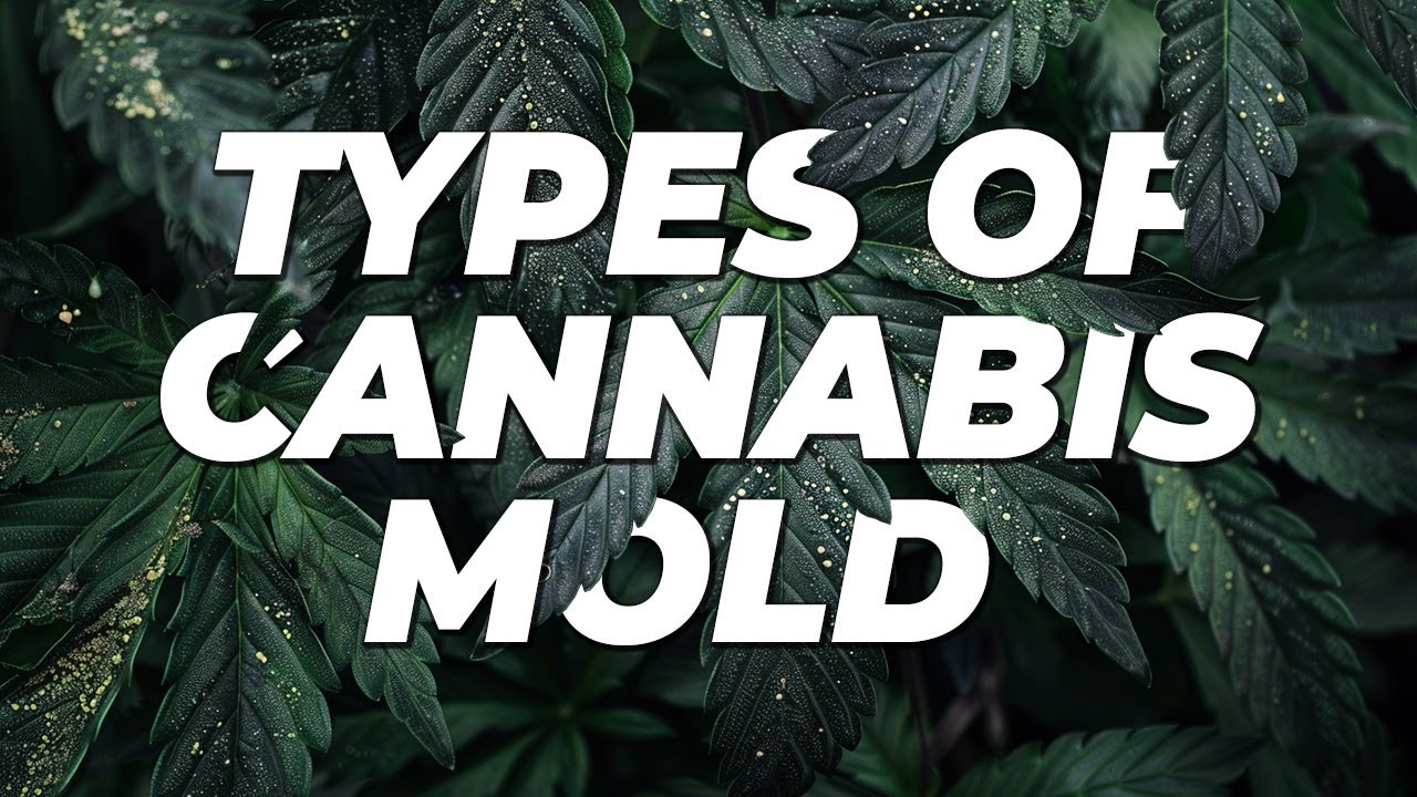 Виды плесени каннабиса | Эпизод 2