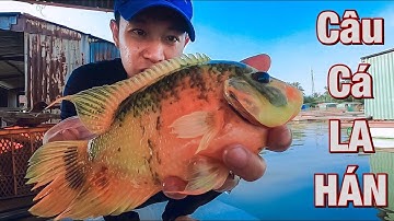 Câu Cá LA HÁN Siêu Đẹp. Làng Bè Tân Mai, Sông Đồng Nai