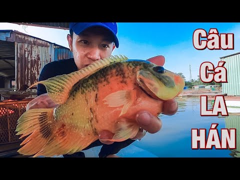 Video Câu Cá LA HÁN Siêu Đẹp. Làng Bè Tân Mai, Sông Đồng Nai - youtube