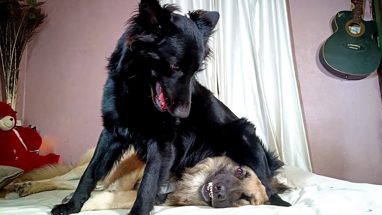 Leo ka Hight Kitna Hai German Shepherd CameraBaba Vlogs YouTube