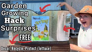 FREE Garden Decor, Recycle Milk Carton to Grow Lettuce, Protect Plants from Hot Sun & Onions on Deck