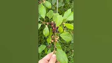 This buckthorn bastard!