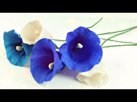 Video: Lockige Blumen. Ipomoea: Beschreibung, Pflanzung und Pflege (Foto)