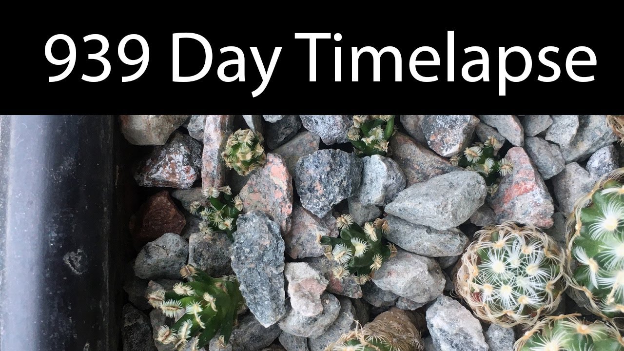 939 Day Timelapse of Mammillaira bertholdii