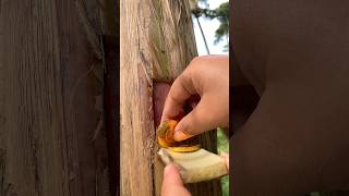 Download Lagu Pohon berisi uang #diy #kreatif #viral #art #craft MP3