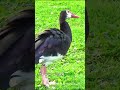 Spurwinged goose  marvels of the avian world shorts buzzbilt  animals wildlife birds